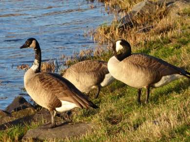 Nilgänse